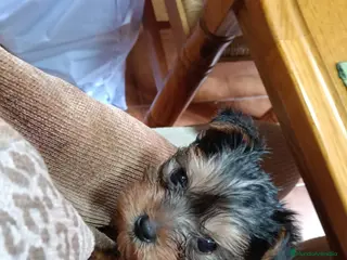 Yorkshire Terrier perros Yorsay mini - Anuncio 1
