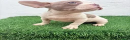 Bulldog Francés perros en venta: Bulldog frances  - Anuncio 12
