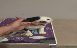 Border Collie perros en venta: Border collie  - Imagen 2