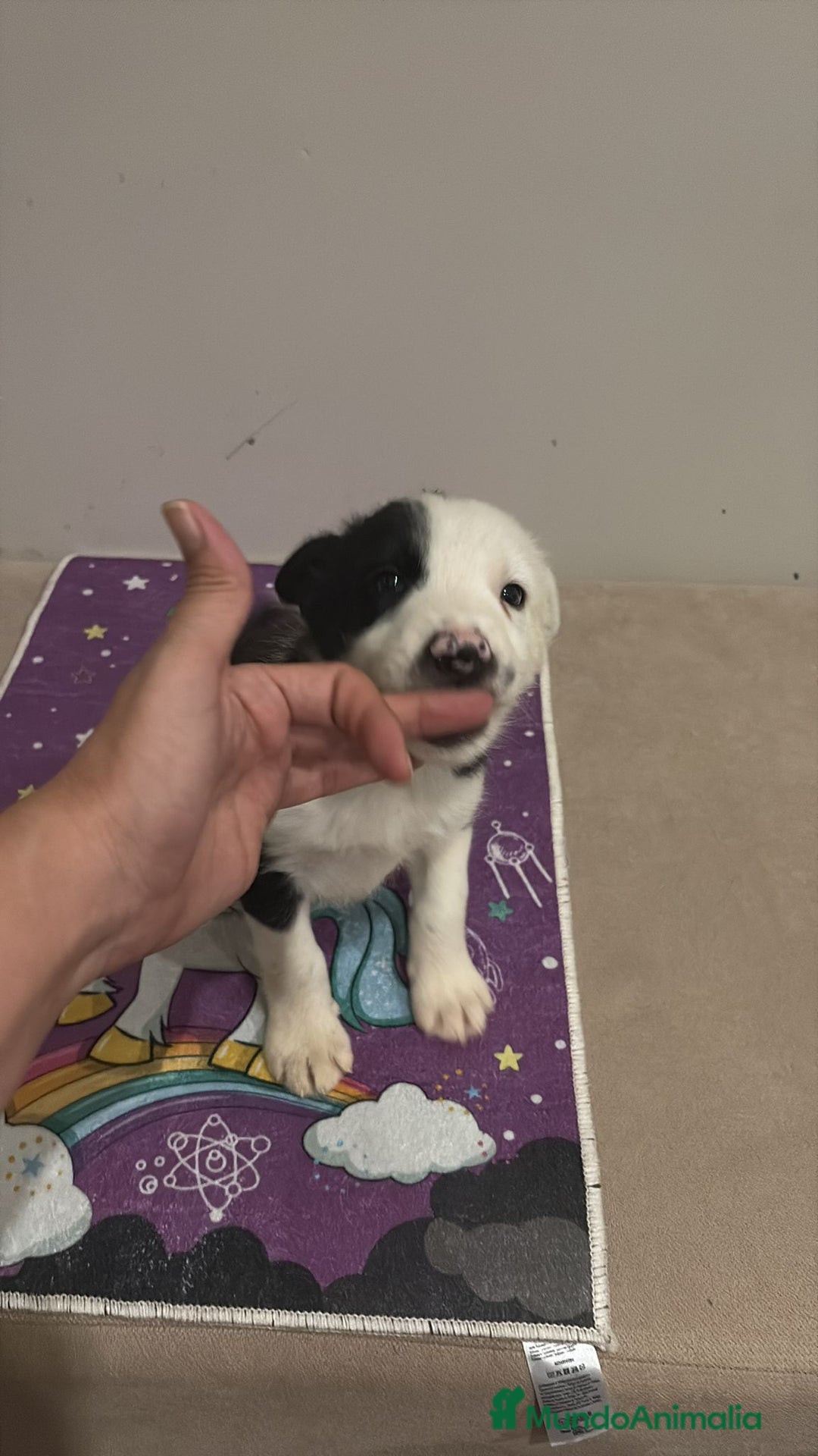 Border Collie perros en venta: Border collie  - Imagen 2