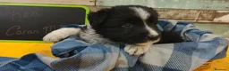 Border Collie perros en venta: Disponibles Border Collie - Entrega en septiembre - Anuncio 7