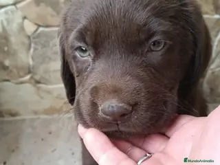 Labrador Retriever perros Preciosos labradores chocolate para entregar en Alicante - Anuncio 1