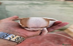Chihuahua perros en venta: Preciosos chihuahuitos - Imagen 2
