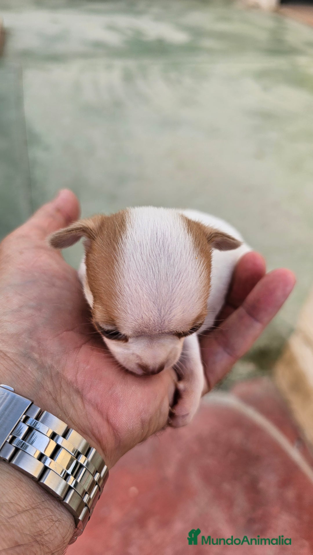 Chihuahua perros en venta: Preciosos chihuahuitos - Imagen 2