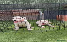 Dogo Argentino perros en venta: Dogo Argentino  - Imagen 4