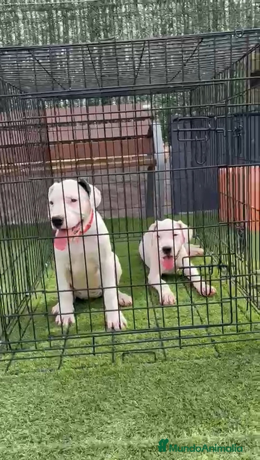 Dogo Argentino perros en venta: Dogo Argentino  - Imagen 4