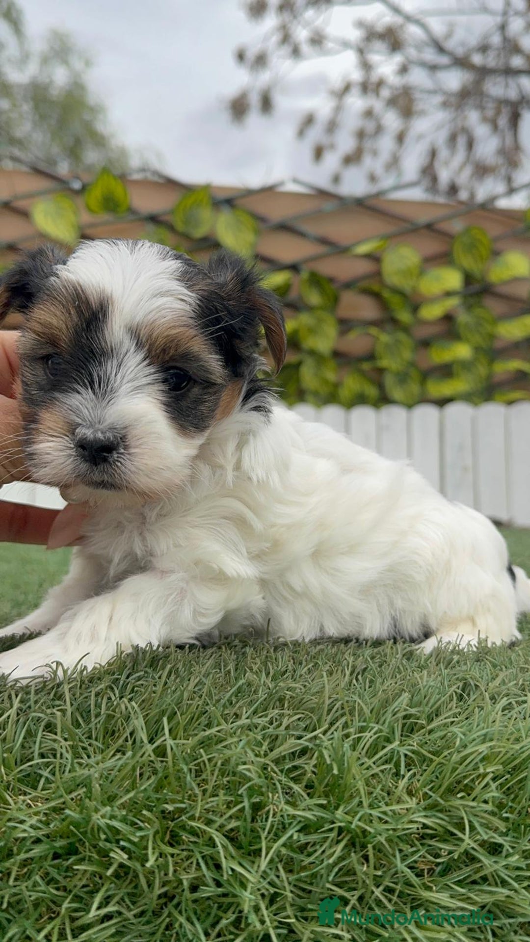 Yorkshire Terrier perros en venta: YORSKHIRE BIEWER HEMBRA - Anuncio 9