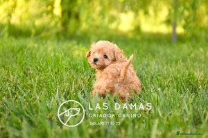 Caniche Toy perros en Burgos - Anuncio 15
