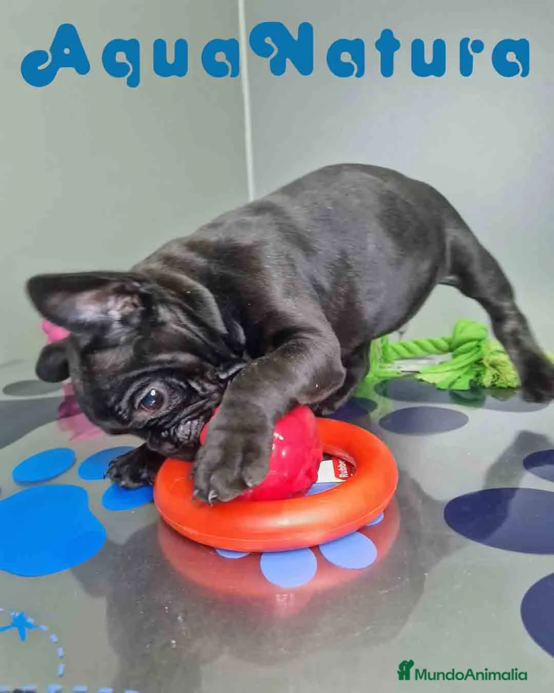 Bulldog Francés perros en venta: Bulldog Frances Macho 2434 AQUANATURA - Anuncio 13