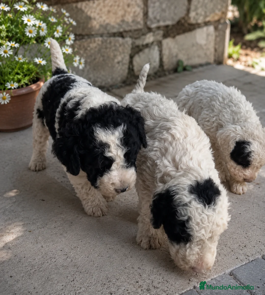 Perro de Agua Español perros en venta: Perros de agua bicolor en Madrid - Anuncio 2