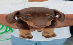 Teckel perros en venta: Teckel canichen chocolate  - Imagen 1