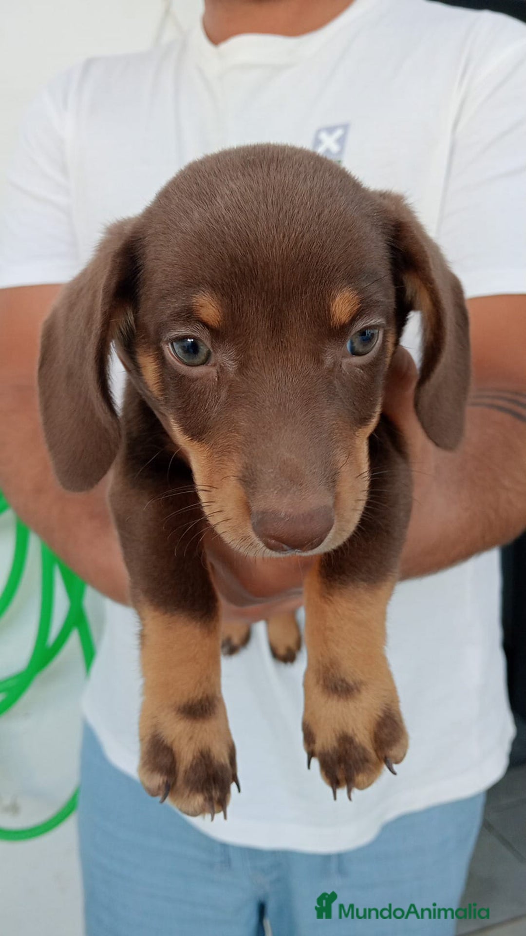 Teckel perros en venta: Teckel canichen chocolate  - Imagen 1
