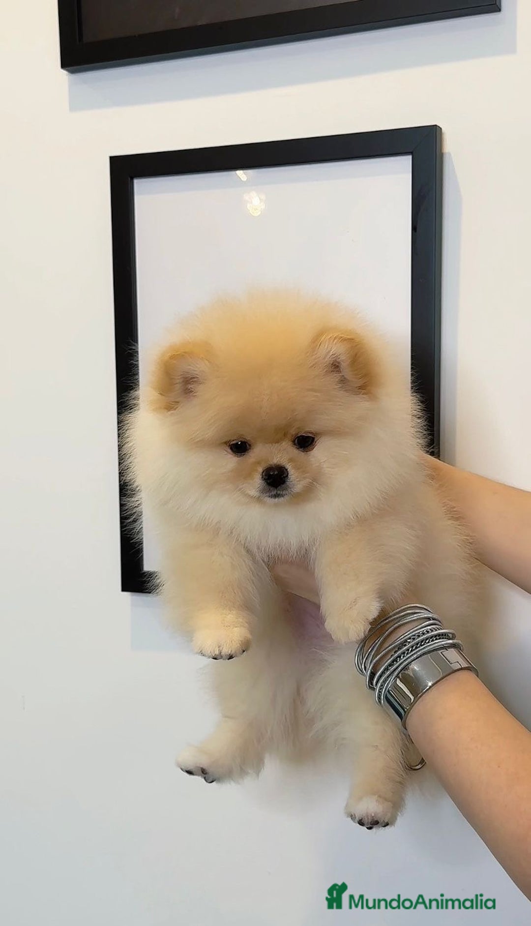 Pomerania perros en venta: Cachorro de Pomerania  - Anuncio 1