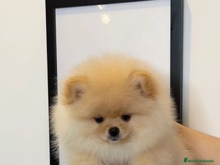 Pomerania perros Cachorro de Pomerania - Anuncio 1