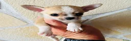 Chihuahua perros en venta: Chihuahua toy cabeza manzana  - Anuncio 3