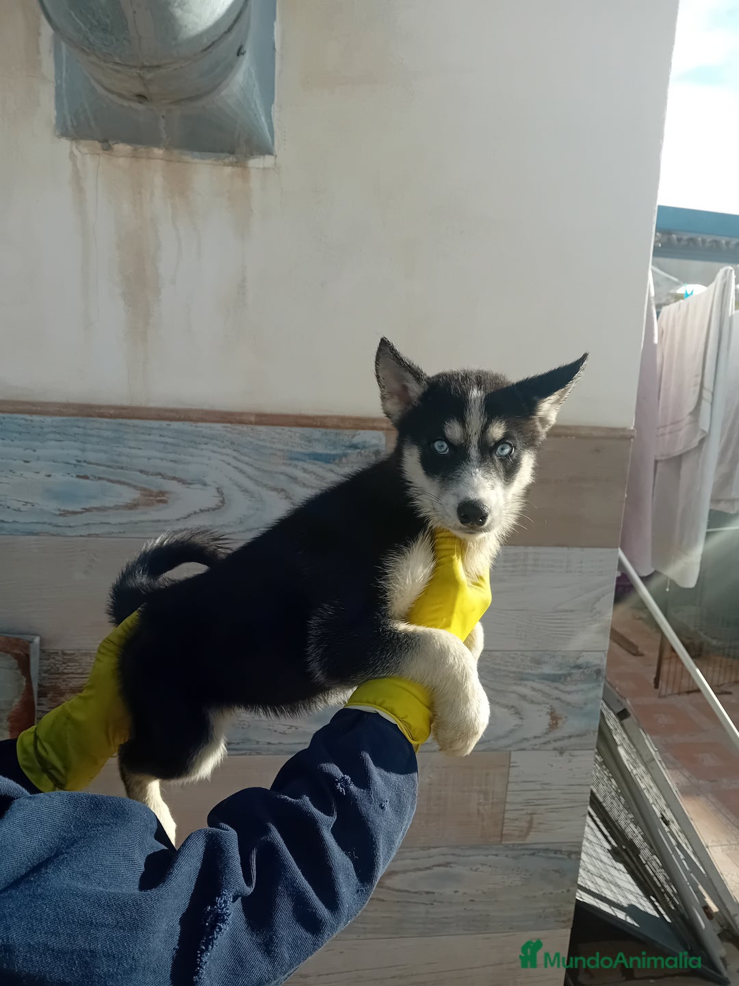 Husky Siberiano perros en venta: ‼️‼️husky siberianos - Anuncio 2