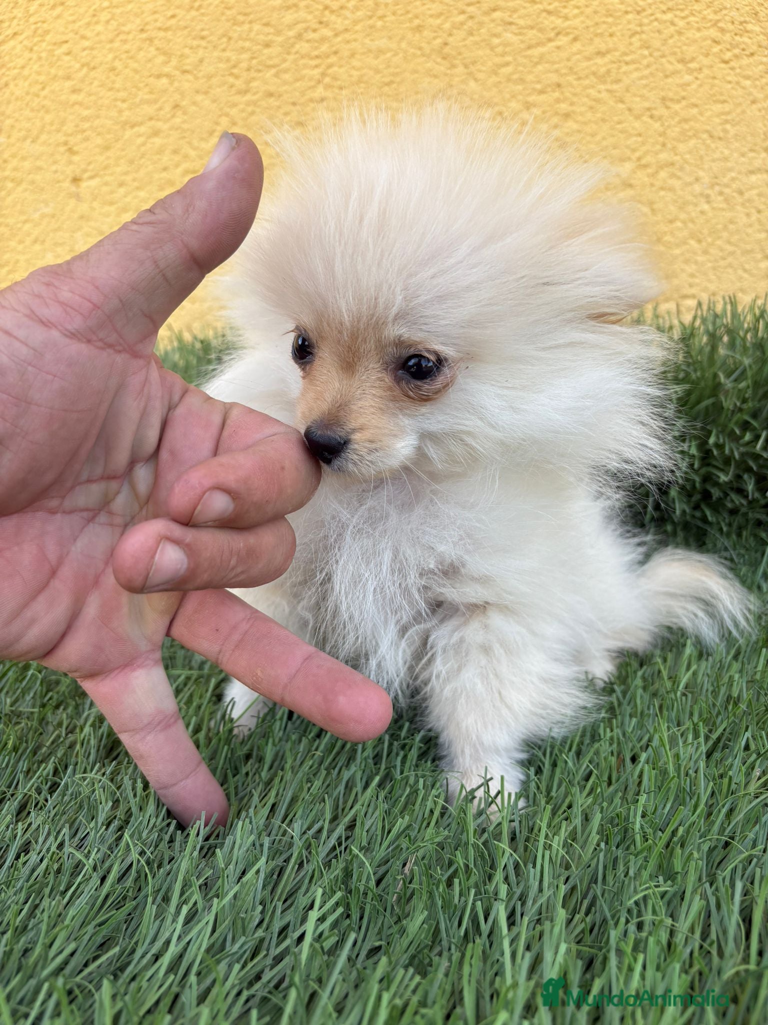 Pomerania perros lulu de Pomerania micro toy macho  - Anuncio 2