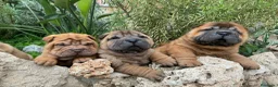 Shar Pei perros en venta: LOS MEJORES BEBES SHAR PEI en Málaga - Anuncio 4