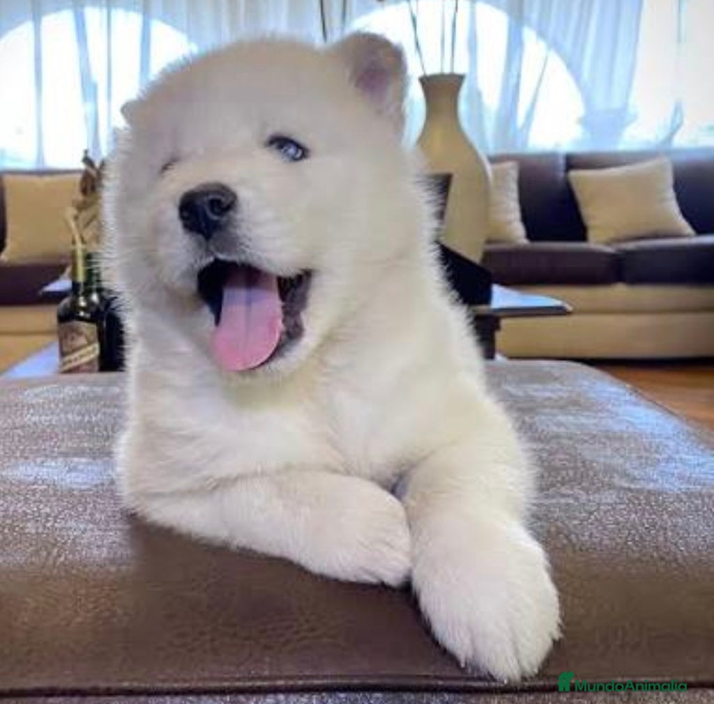 Husky Siberiano perros Husky blanco  - Anuncio 1