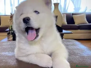 Husky Siberiano perros Husky blanco - Anuncio 23