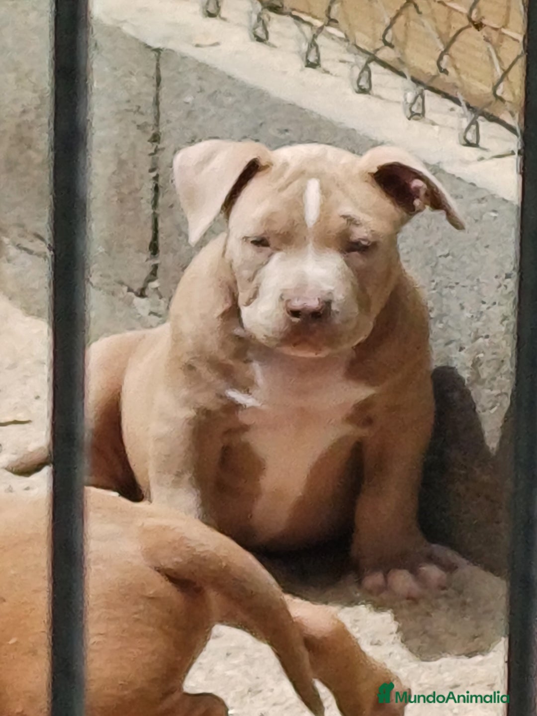American Bully perros en venta: Cachorros American Bully  en Ourense - Imagen 3