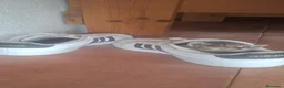 Raza Mixta gatos en venta: Gatitos europeos muy cariñosos - Anuncio 2
