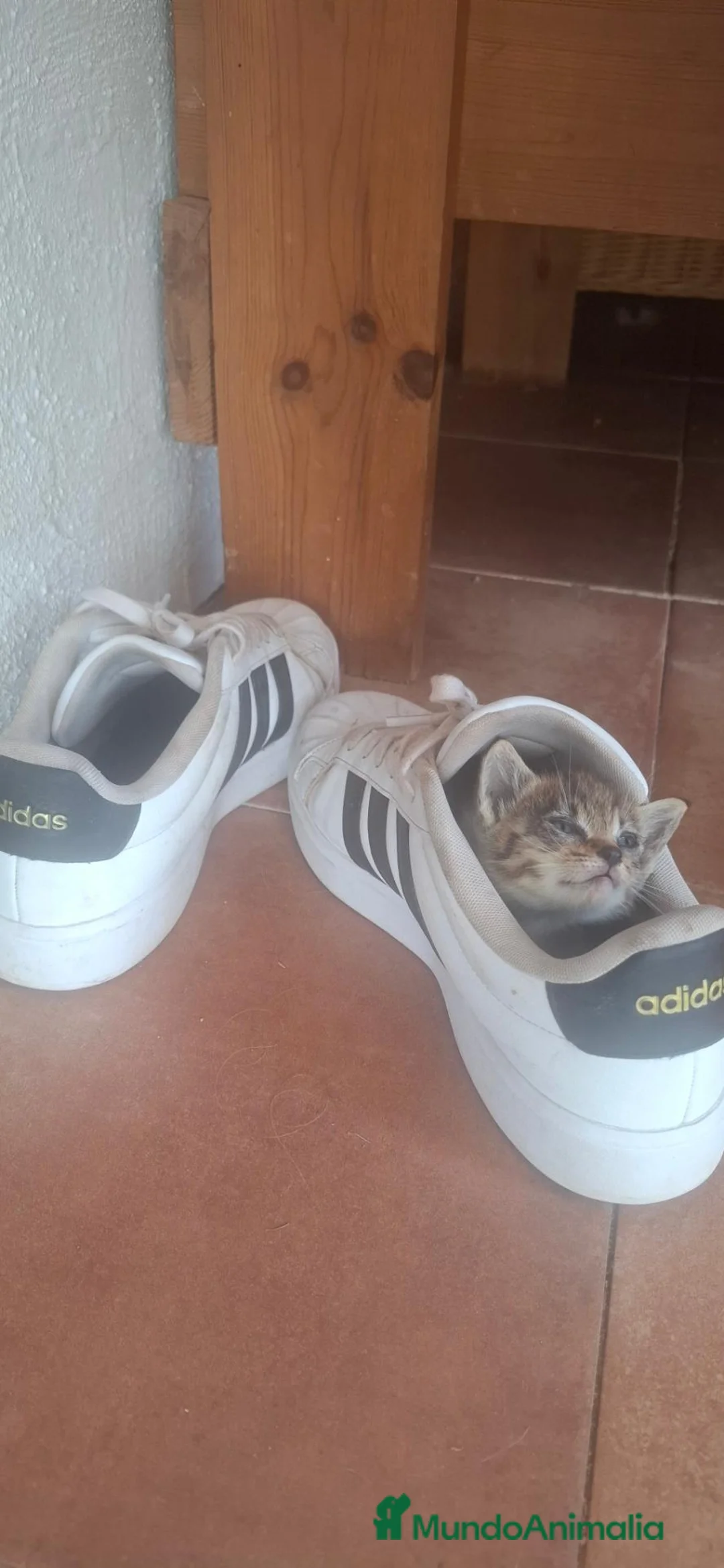 Raza Mixta gatos en venta: Gatitos europeos muy cariñosos - Anuncio 2