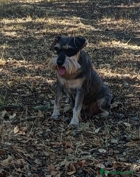 Schnauzer Miniatura perros para monta: Schnauzer mini  - Anuncio 11