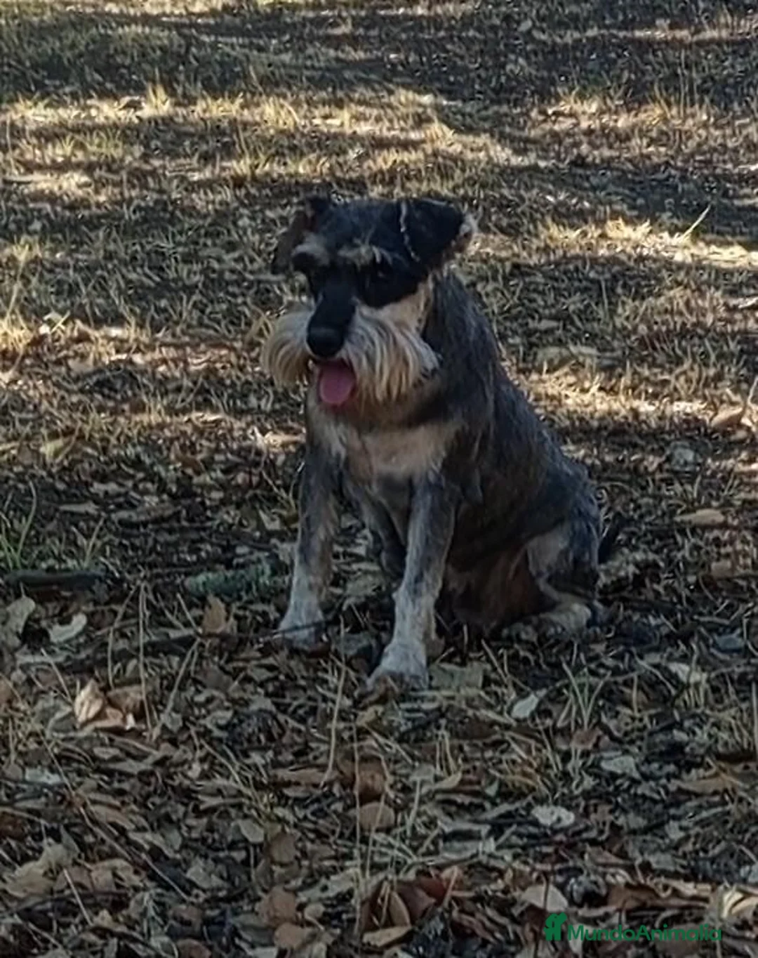 Schnauzer Miniatura perros para monta: Schnauzer mini  - Anuncio 1