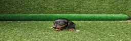 Teckel perros en venta: Cachorro Teckel - Anuncio 4