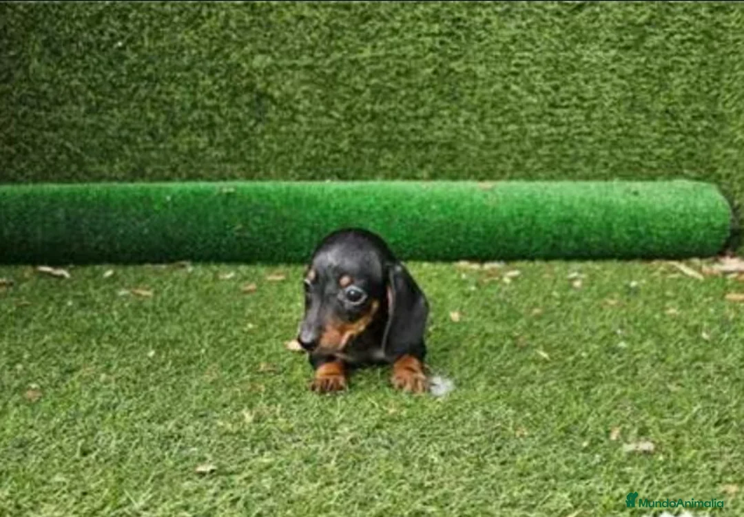 Teckel perros en venta: Cachorro Teckel - Anuncio 4