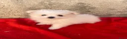 Maltipom perros en venta: OPORTUNIDAD PRECIOSO MALTIPOM - Anuncio 2