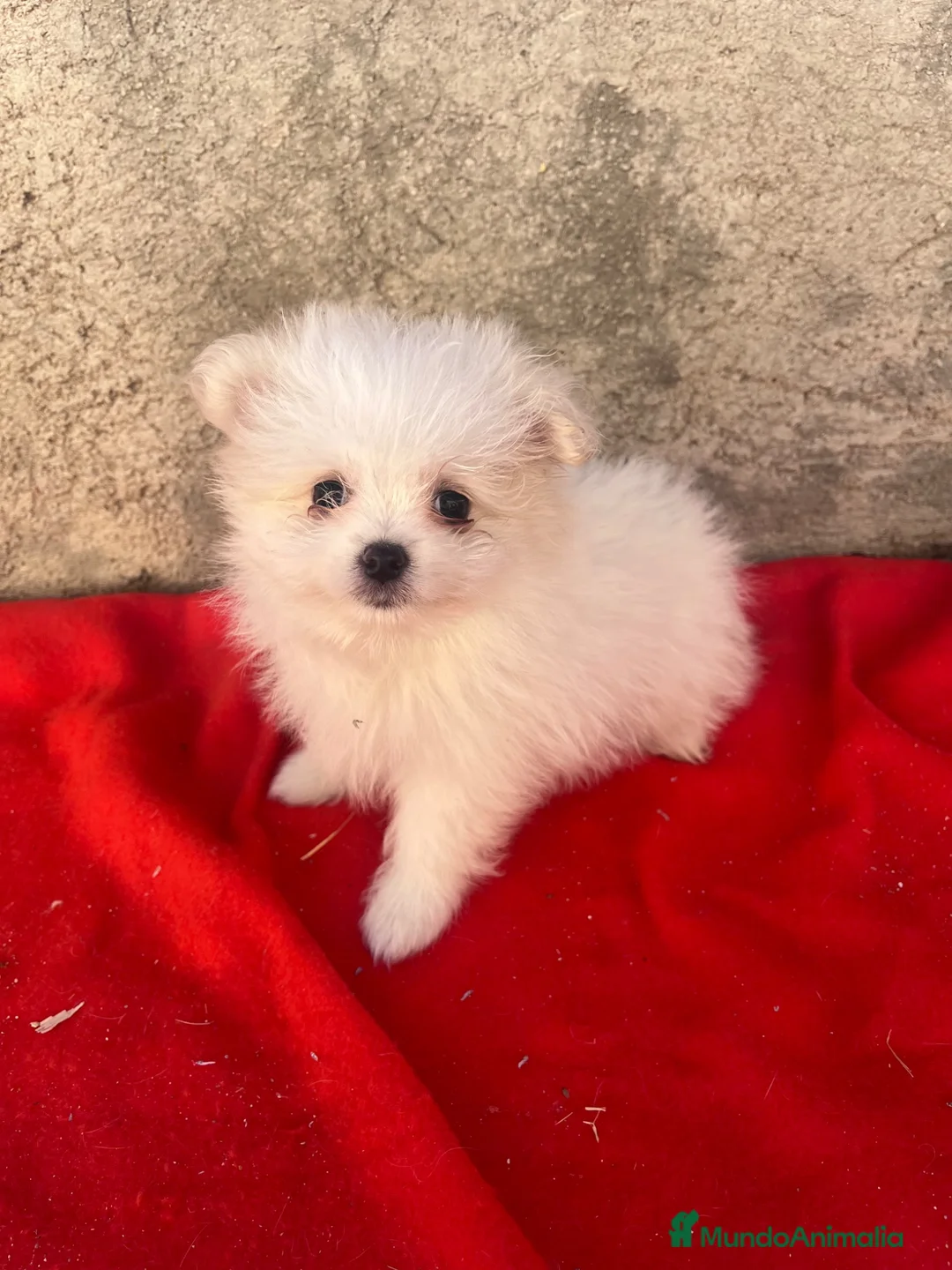 Maltipom perros en venta: OPORTUNIDAD PRECIOSO MALTIPOM - Anuncio 2