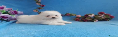 Pomerania Cachorro 1