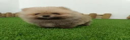 Pomerania perros en venta: Pomerania  - Anuncio 4