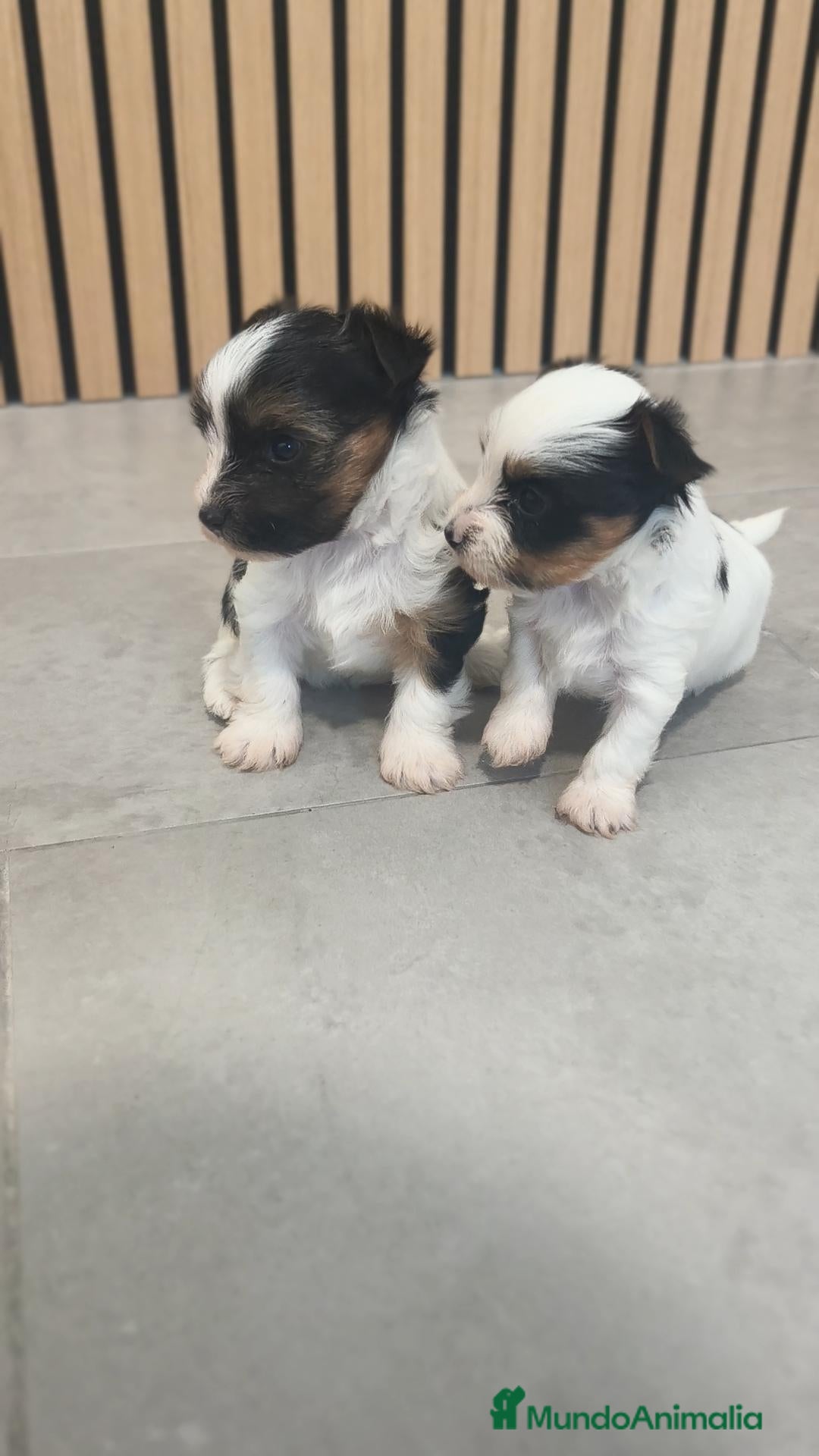 Biewer Yorkshire Terrier a la Pom Pon perros Yorkshire Biewer Macho y Hembra Toy - Anuncio 1