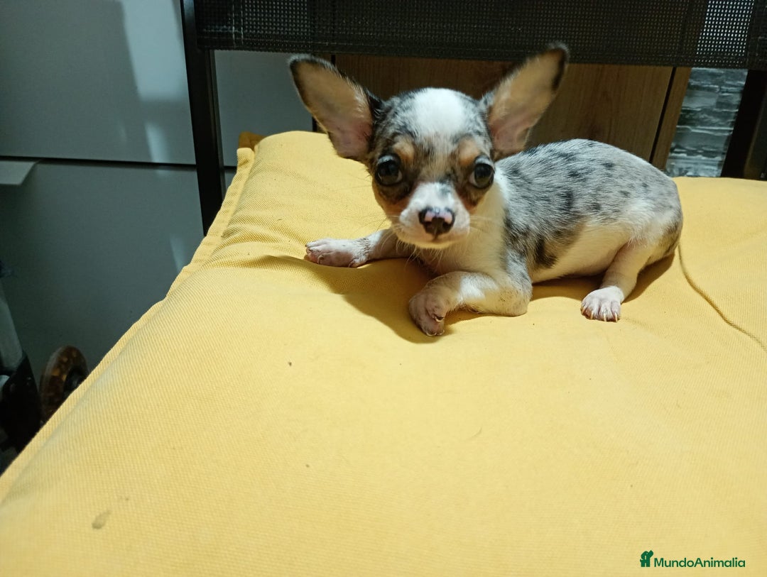 Chihuahua perros en venta: Chihuahua macho  - Imagen 7