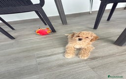 Raza Mixta perros en venta: Caniches toy/enanos - Imagen 1