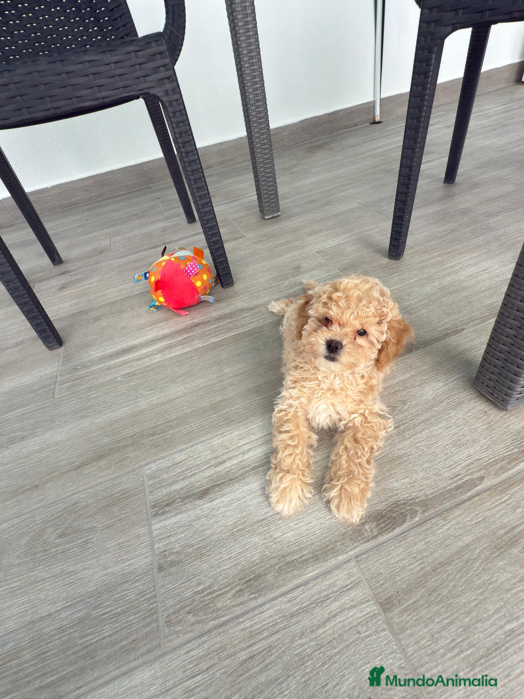 Raza Mixta perros en venta: Caniches toy/enanos - Imagen 1