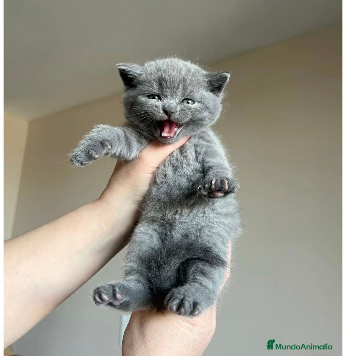 Británico de Pelo Corto Azul gatos Gato British 🩶 - Anuncio 1