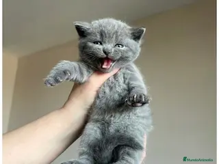 Británico de Pelo Corto Azul gatos Gato British 🩶 - Anuncio 1