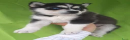Husky Siberiano perros en venta: HUSKY  - Anuncio 3