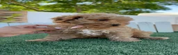 Caniche Toy perros en venta: CANICHE TOY - Anuncio 2