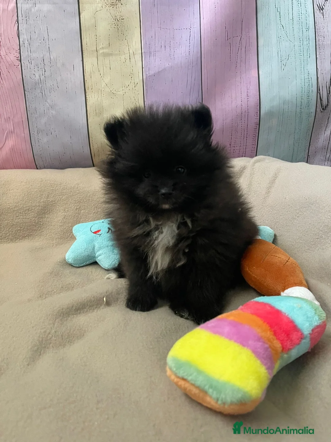 Pomerania perros en venta: Pomerania lista para entregar  - Anuncio 2
