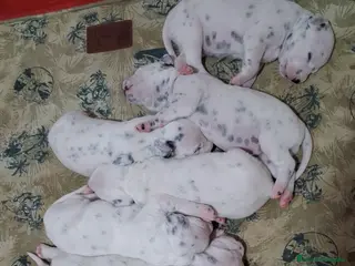 Dálmata perros Dálmatas disponibles🐾 - Anuncio 5