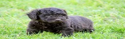 Perro de Agua Español perros en venta: CAMA DE PERRO DE AGUA ESPAÑOL  - Anuncio 10