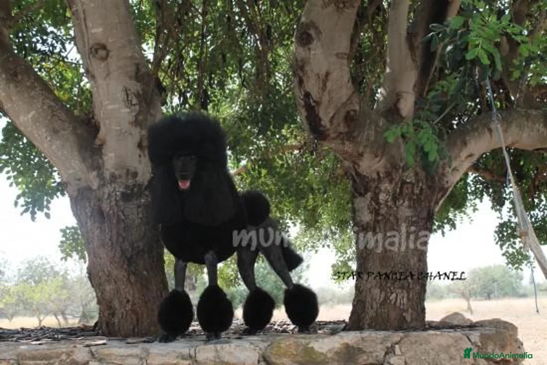 Imagen de galería {{count}}