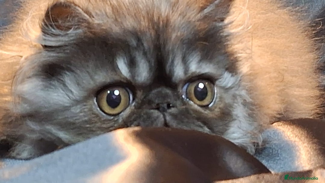 Persa gatos en venta: Precioso Gatito Persa - Anuncio 5