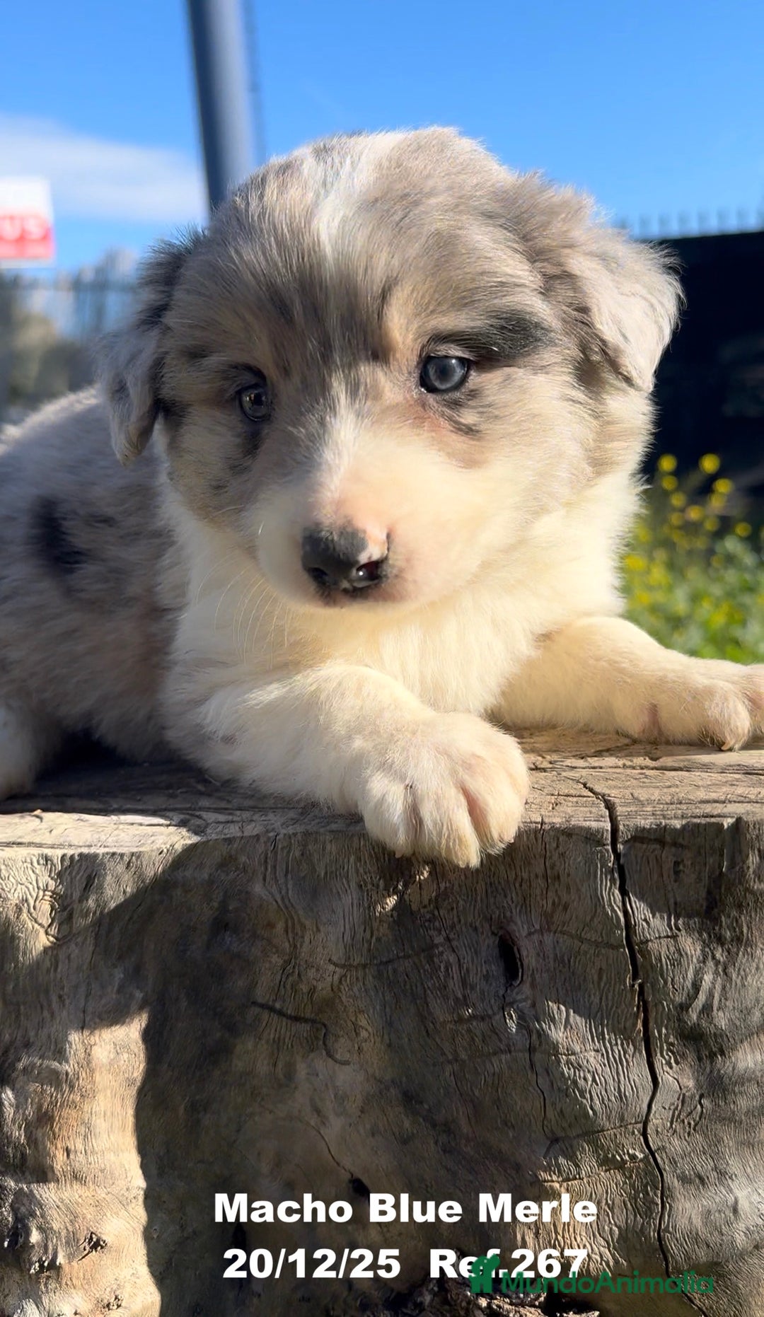 Border Collie perros en venta: BORDER COLLIE DE VILLA BIZNAGA - Anuncio 37