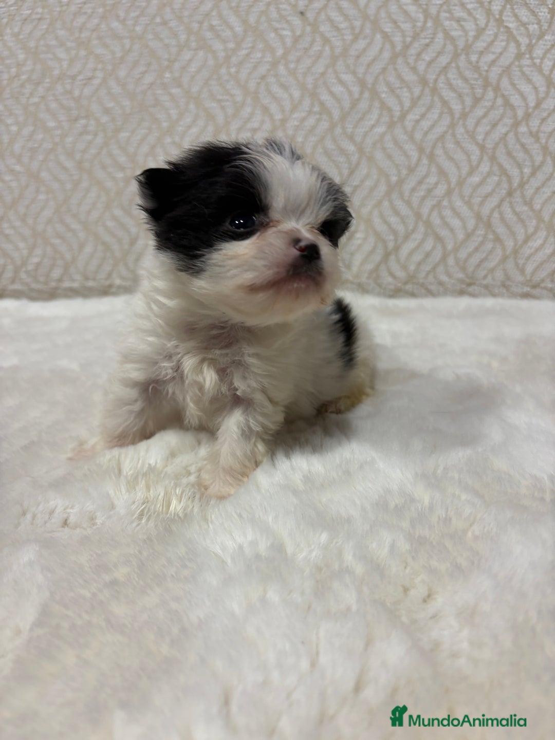 Pomerania perros en venta: Lulu Pomerania macho mini Toy color party - Anuncio 16